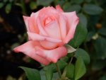 Gloria Mthunzi Hybrid Tea Rose 5LT