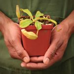 Tropical Pitcher Nepenthes 'veitchii Pink Pink Lady ' - 5-9CM Leaf Span In 9CM Plastic Container