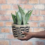 Mother In Law's Tongue - Moonshine - In Queen Ilala Basket