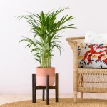 Parlor Palm - Medium - With 21CM Pastille Melon Planter And Charcoal Wooden Stand