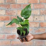 Elephants Ear - Cucullata - 14CM Nursery Pot