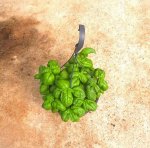 Herb Assorted 20CM Hanging Basket