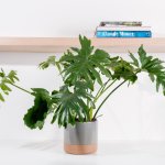 Ceramic Planter - Cloudy Grey - Large 20.5 X 18.5CM