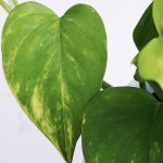 Golden Pothos - Large - 16CM Nursery Pot - Hanging
