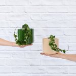 Hoya Compacta - In Blush Migo Planter