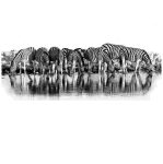 Zebras At The Waterhole Wall Art Photography Canvas Print 1365 X 650