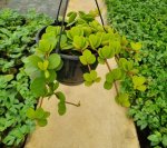 Peperomia Pecunifolia 21CM H b