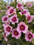 Bravo Babylon Eyes Rose Standard lollipop
