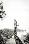 To The Sky Art Print - Premium Stretched Canvas A3