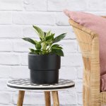 Philodendron - Birkin - In Black Flo Planter