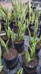 Sansevieria Trifasciata ‘laurentii’ 10LT