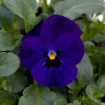 Viola Sorbet Blue Blotch Xp Seed - 500 Raw Seed
