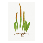 Gathering Green 18 Art Print