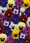 Viola Sorbet Blotch Mix Xp Seed - 5000 Raw Seed