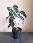 Alocasia Amazonica - 14CM Nursery Pot