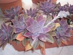 Graptoveria Fred Ives 4LT