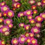 Delosperma Nubeginum Wheels Of Wonder Hot Pink 15CM