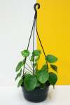 Chinese Money Plant - 16CM Hanging Basket