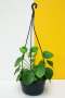 Chinese Money Plant - 16CM Hanging Basket