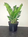 Zamioculcas Zamiifolia 24CMPOT Zz Plant