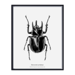 Rhino Beetle Art Print - A4