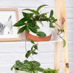 Hoya Carnosa - In 17CM Terracotta Pot & Saucer
