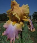Bearded Iris Drury Lane