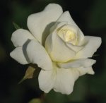 Amoretta Rose Standard lollipop 50CM