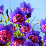 Geissorhiza Radiens 5 Bulbs. Indigenous And Rare.