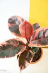 Rubber Plant - Ficus Elastica Robusta Belize 30CM