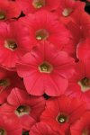 Petunia Shock Wave Coral Crush Seed - 250 Pelleted Seed