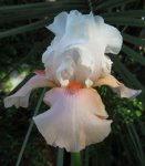 Bearded Iris Sugar Magnolia