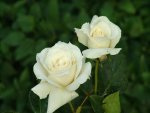 Pascali Hybrid Tea Rose 5LT