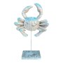 Blue Tip Beige Crab