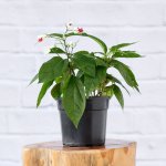 Bleeding Heart Vine - Nursery Pot 14CM