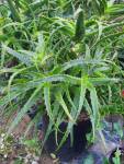 Aloe Arborescens Le Roux 10LT
