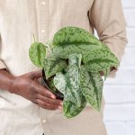 Pothos - Silver Splash - 15CM Nursery Pot