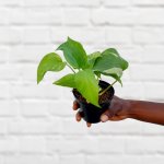 Golden Pothos - MINI - In Spiced Cream Calandiva