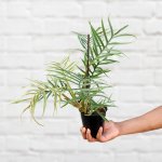 Philodendron - Tortum - 12CM Nursery Pot
