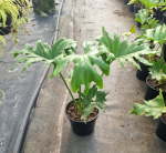 Philodendron Selloum 19CM Pot