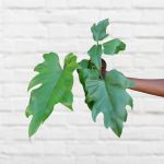 Oakleaf Philodendron - In 15CM Nursery Pot