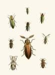 The Cabinet Of Oriental Entomology Pl Xxxvi 1848 Art Print - A1