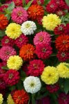 Zinnia Zahara Double Mixture Seed - 500 Raw Seed