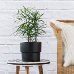 Yellowwood - In Black Flo Planter