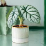 Alocasia Silver Dragon Seedlings - 3 Plug Plants