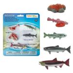 Life Cycle Of A Salmon By