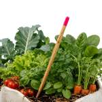 Vegetable Seed Pencil