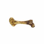 Ostrich Bone