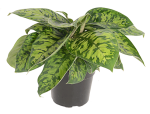 Homalomena Camouflage 23CM Pot