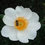 Rosa Bracteata Mccartney Climbing Rose 5LT